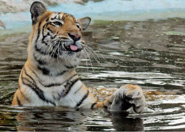 भारतीय बाघों की सुरक्षा के लिए अमेरिका ने की प्रौद्योगिकी की पेशकश