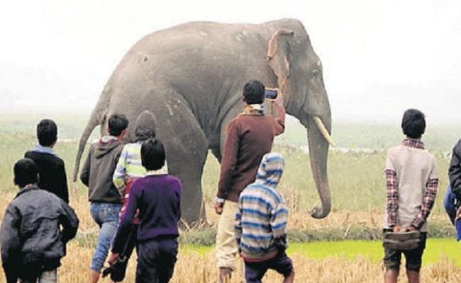 किशनगंज में जंगली हाथी ने एक महिला को कुचलकर मार डाला