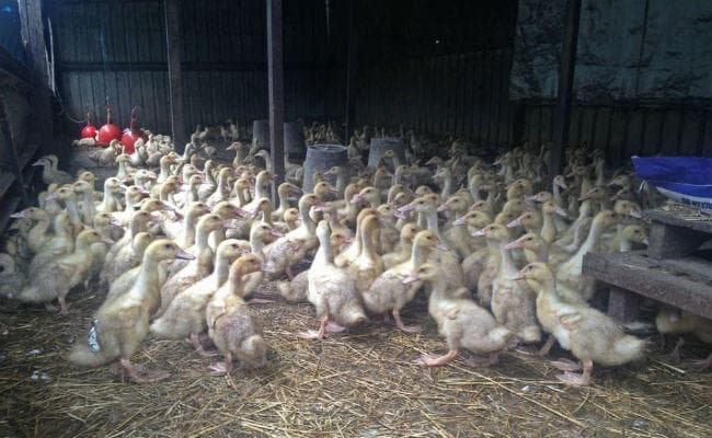बर्डफ्लू फैलने से रोकने के लिए हिसार में मार दिये गये 150 पक्षी