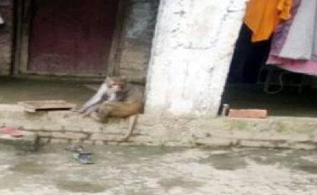 महिलाओं को छेड़ता था यह बदमाश बंदर, पकड़ा गया