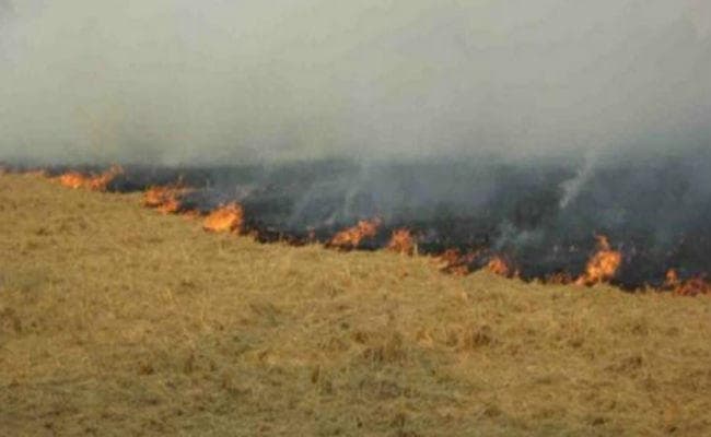 सरकारी निष्क्रियता, पराली जलाना दिल्ली में लोगों को मार रहा है : कोर्ट