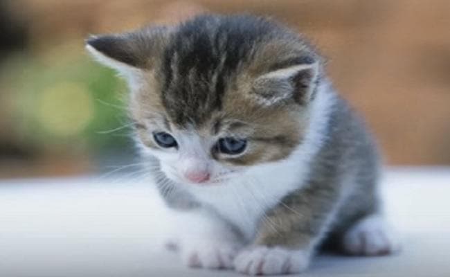 पाक : बिल्ली की मौत पर डॉक्टर के खिलाफ मुकदमा, 2.5 करोड़ मुआवजे की मांग