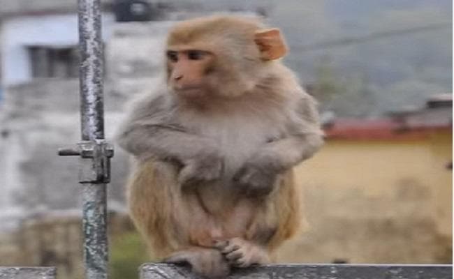 सारण : मढ़ौरा विधायक के गांव में बंदरों का उत्पात, दहशत में ग्रामीण