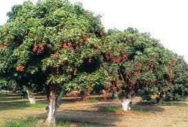 बिहार में लीची उत्पादन के लिए इग्नू ने खोला सेंटर