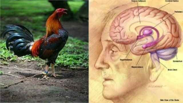 आदमी वाले जीन ‘मुर्गे में भी’!