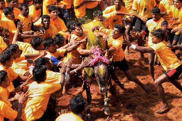 केंद्र ने जल्लीकट्टू परंपरा को दी मंजूरी, अधिसूचना जारी, VIDEO