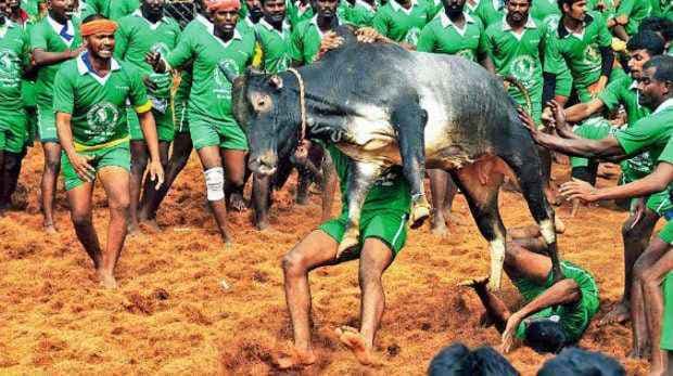जल्लीकट्टू को अनुमति देने वाली केंद्र की अधिसूचना को उच्चतम न्यायालय में चुनौती