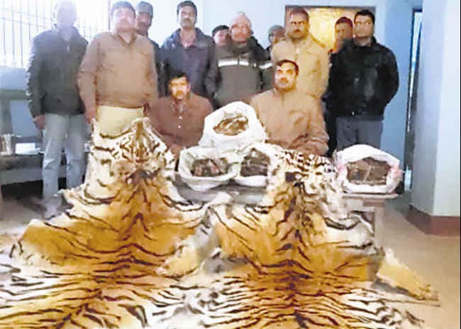 बाघ की खाल के साथ दो गिरफ्तार