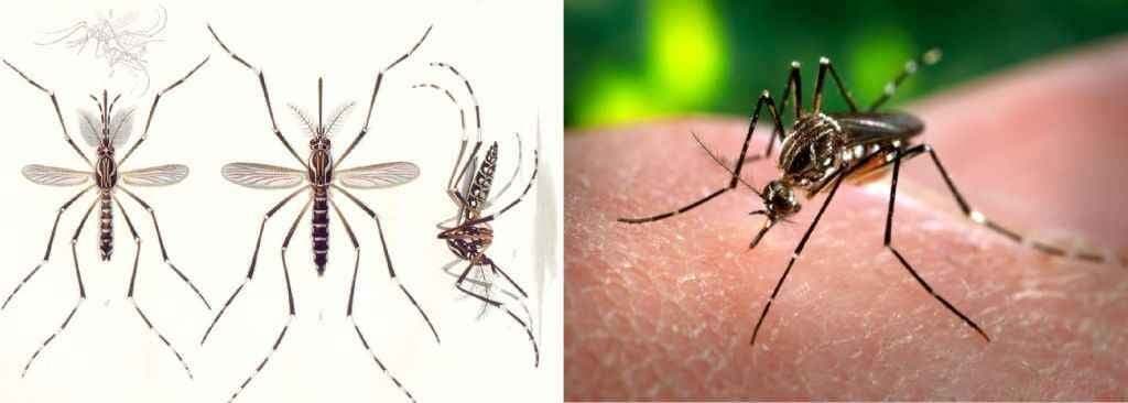 ओबामा को टेंशन दे रहा है ‘जीका वायरस’