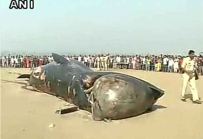 जूहू बीच पर 30 फिट लंबी मरी व्‍हेल, देखने के लिए उमड़ी भीड़