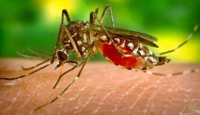 राज्य सरकार ने की केरल में गर्भवती महिला समेत 14 लोगों में जीका वायरस की पुष्टि