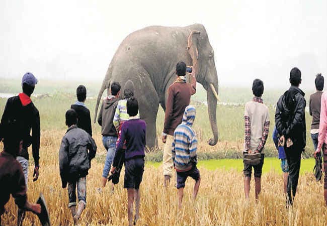 औरंगाबाद : हाथियों का उत्पात, युवक को कुचला, मौत