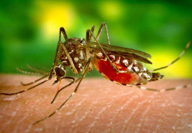 यौन संबंध से भी फैल सकता है ''जीका'' वायरस