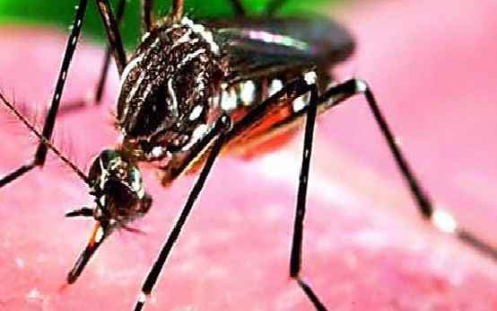 कोलंबिया में जीका के संक्रमण से मौत के पहले मामले सामने आये