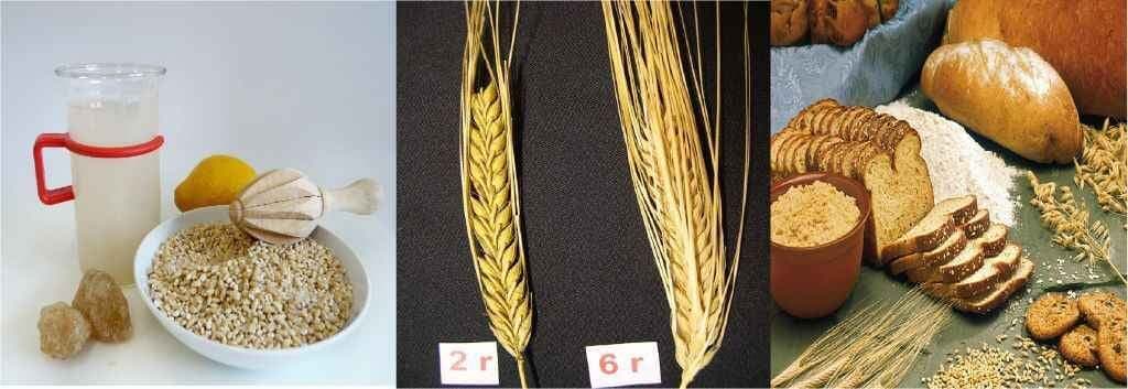 ब्लड-शुगर हाई है? तो ‘जौ’ लीजिए..