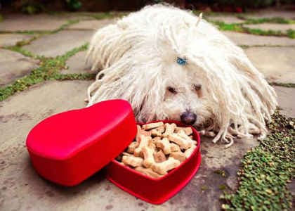 आखिर क्यों मार्क जुकरबर्ग ने पूछा, विल यू बी माई वेलेंटाइन?