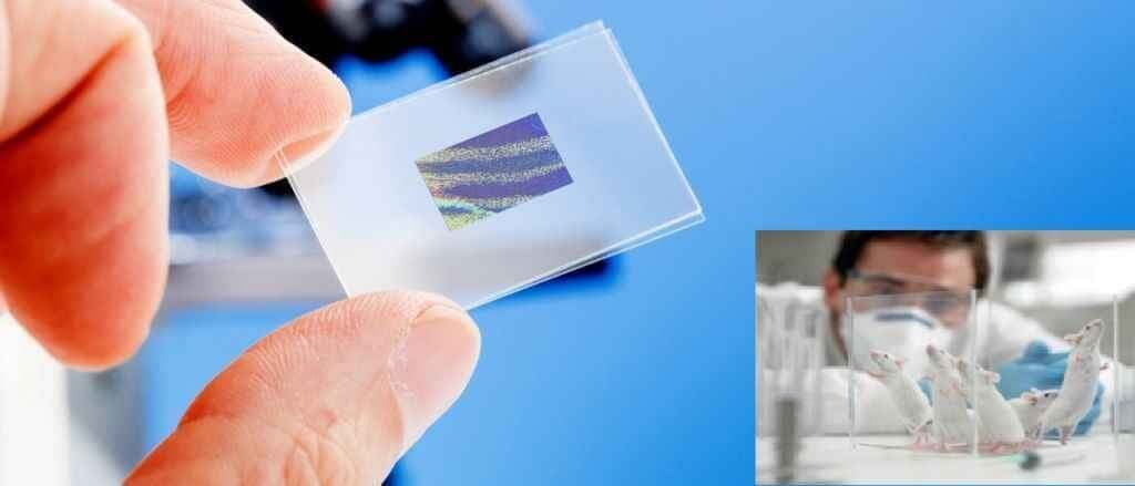 अब चूहे भी कर सकते हैं ‘इलाज़’!