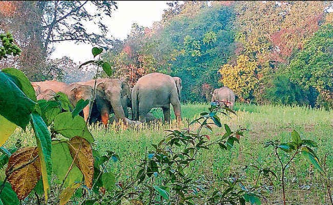 हाथियों ने भाजपा कार्यकर्ता को कुचल डाला