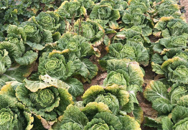 दक्षिणी ध्रुव पर चीनी अनुसंधानकर्ताओं ने उगाई हरी सब्जी