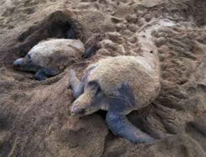 यूपी का मैनपुरी कछुआ तस्करी का गढ़, 810 बरामद