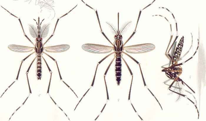 मलेरिया से बचाव के लिए आई ‘कीटनाशक मच्छरदानी’