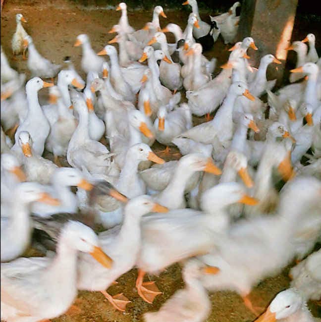 स्वरोजगार : अविराम ने दिखायी बत्तख पालन की राह