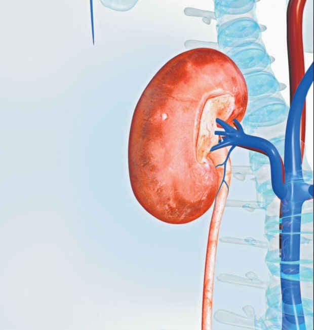 किडनी का कितना रखते हैं ख्याल