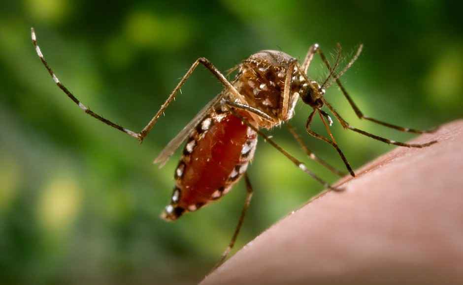 खुशखबरी! आ गया है डेंगू की ‘एक खुराक वाला टीका’