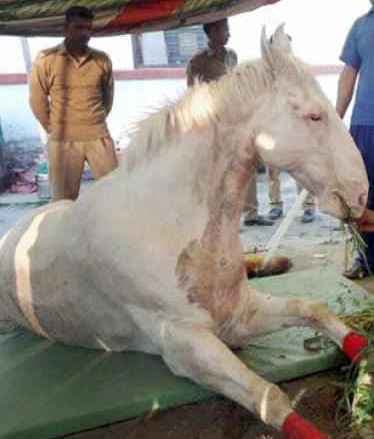 जिंदगी की जंग हार गया ''शक्तिमान'', भाजपा के प्रदर्शन में हुआ था घायल