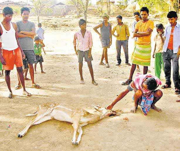 पानी की तलाश में जंगल से निकला हिरण, मौत