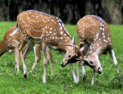 साधु के वेश में हिरण के खाल की तस्करी, पढ़ें