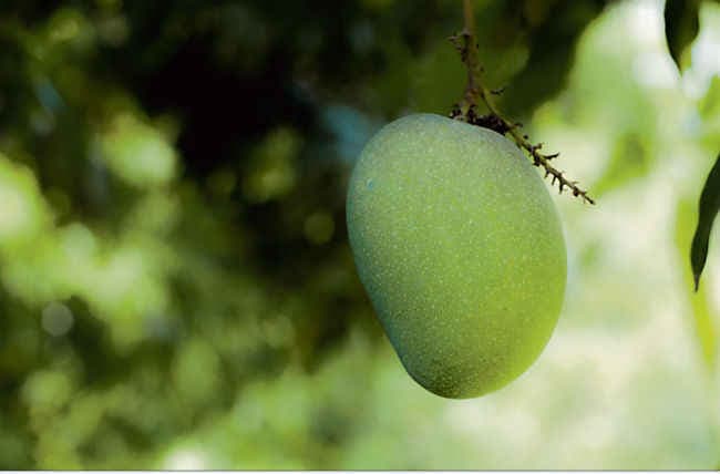 गरमी में लू से बचाता है कच्चा आम