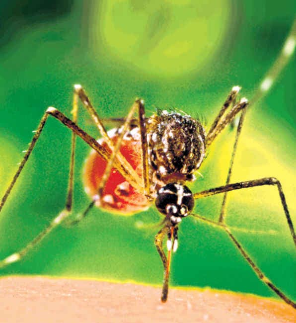 छोटा डंक बड़ा खतरा