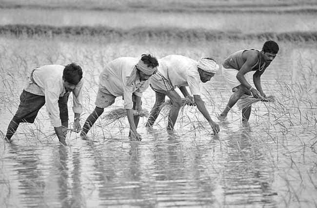 कैसे बढ़ेगी किसानों की आय?