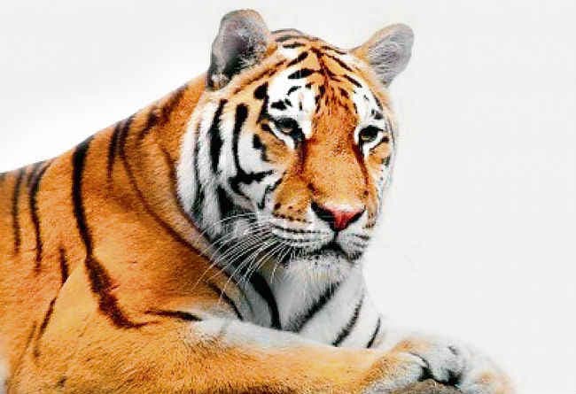 टाइगर रिजर्व में ही टाइगर का अस्तित्व खतरे में