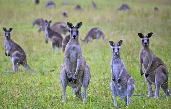 ऑस्ट्रेलिया में मारे जाएंगे 1900 से ज्यादा कंगारु