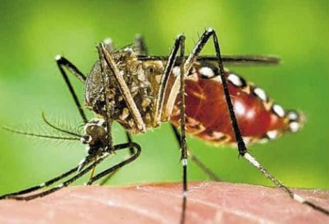 रियो ओलंपिक में जीका से खिलाड़ी भयभीत, विशेषज्ञों ने की आयोजन स्थल बदलने की मांग