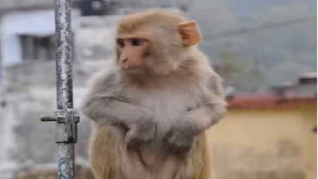 रामपुर में सो रही चार माह की मासूम को उठा ले गया बंदर, छत से नीचे फेंका, सिर पर लगे 12 टांके