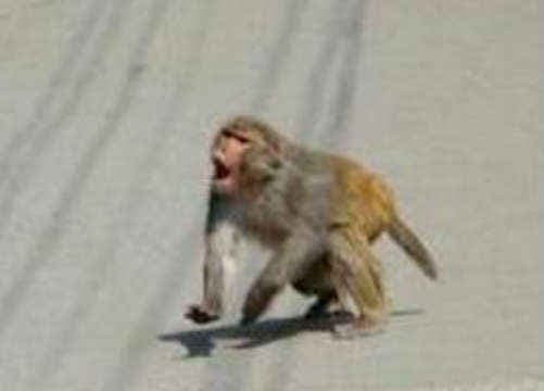 हिमाचल प्रदेश में बंदर हिंसक जानवर घोषित, मारने की इजाजत