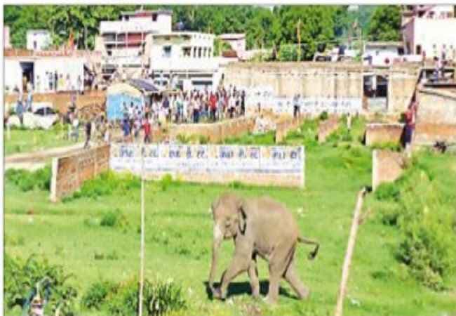 जमशेदपुर : शहर में घुसा हाथी, महिला को कुचला, मौत