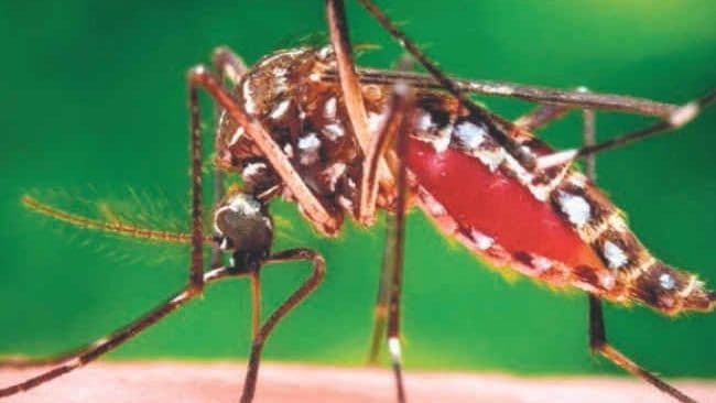 Kanpur News: डेंगू के मिले तीन नए मरीज, एक में जीका वायरस की पुष्टि