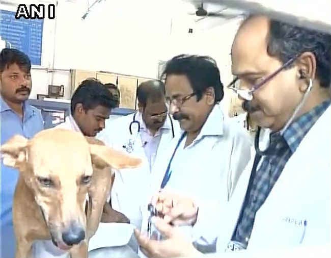 कुत्ते को इमारत की छत से फेंकने वाला गिरफ्तार, चेकअप में कुत्ता फिट