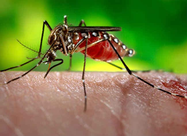 प्यूर्तो रीको में जीका के मामले बढने पर अमेरिका ने की हवाई छिडकाव की अपील