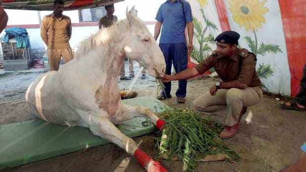 हरीश रावत सरकार के लिए रातोंरात हटाई गयी शक्तिमान घोड़े की प्रतिमा!