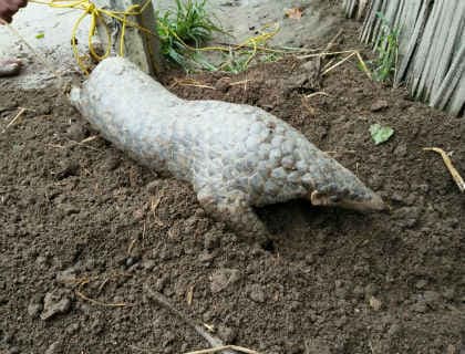 बिहार : किशनगंज में निकला विलुप्त प्रजाति का अनोखा जीव, जानें