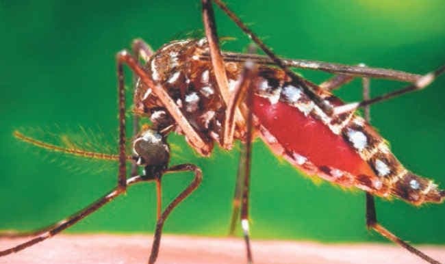 Dengue Ka Prakop: डेंगू के मच्छर से रहें सावधान, पटना के 30 घरों में मिला डेंगू का लार्वा