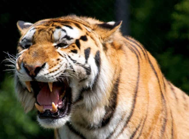 चीन : कार से महिला निकली बाहर, बन गयी बाघ का शिकार, देखें वीडियो