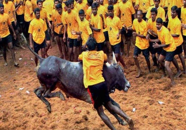 जल्लीकट्टू : SC ने कहा , सदियों पुरानी प्रथा होने का अर्थ न्यायोचित होना नहीं होता