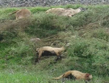 बिहार : ट्रेन की चपेट में आकर 200 भेड़ की मौत