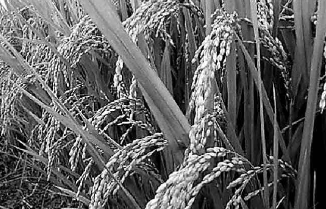 नयी हरित-क्रांति की दरकार